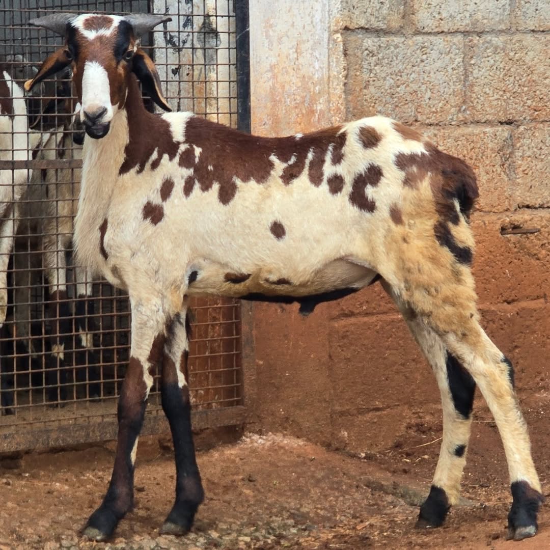 Vembur Sheep